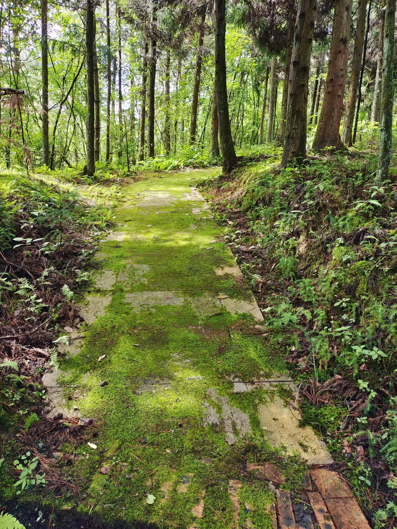 重庆石柱黄水避暑胜地,重庆旅游凉快的地方石柱黄水景区