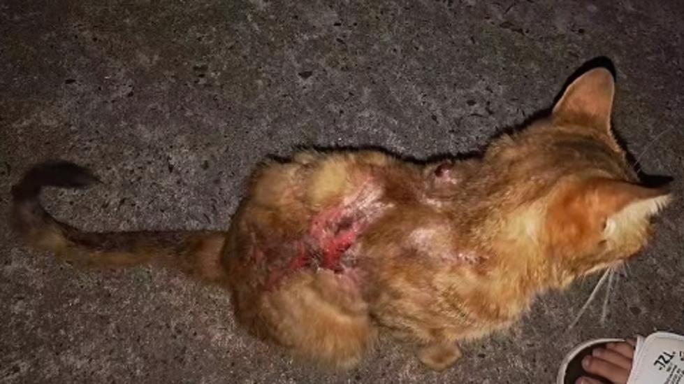 猫咪烫伤之后恢复的样子是什么样,流浪猫烫伤会自愈吗