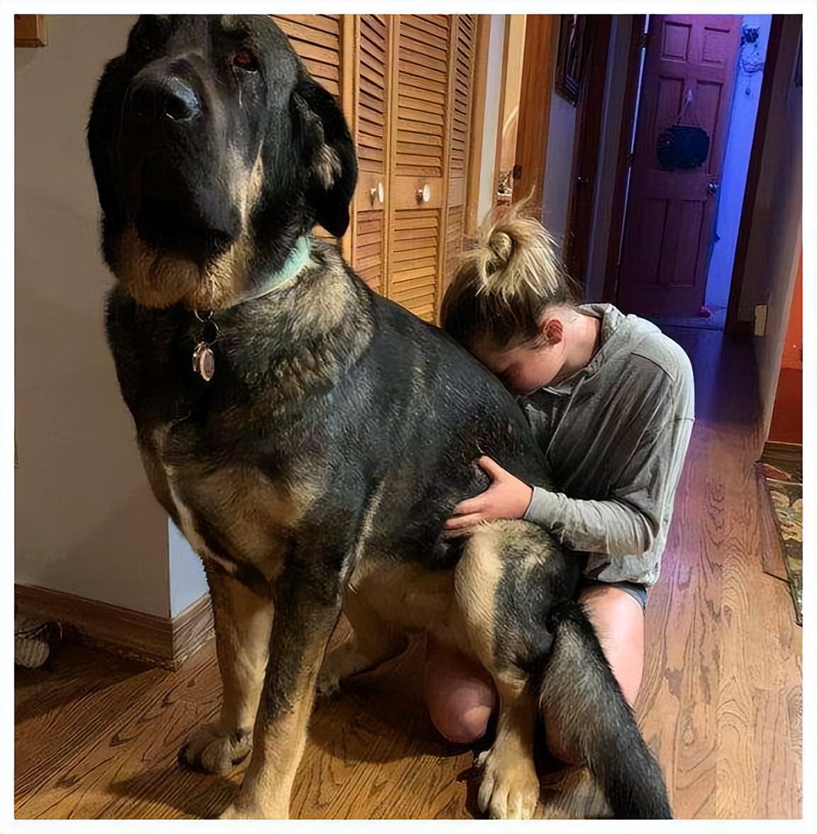 为什么很多人不喜欢养母狗,很多人喜欢养公狗还是母狗