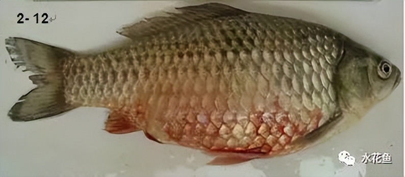 养殖鱼类细菌性败血症预防方法,鱼类细菌性败血症传染吗