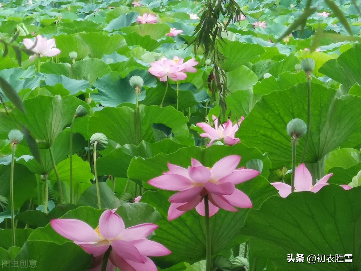 季夏莲蓬诗词六首：荷花正闹莲蓬嫩，蜡房仰卧万花枝