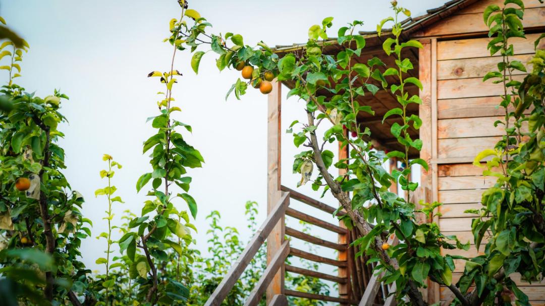 石嫣有机农场四川基地视频,北京新农人石嫣团队