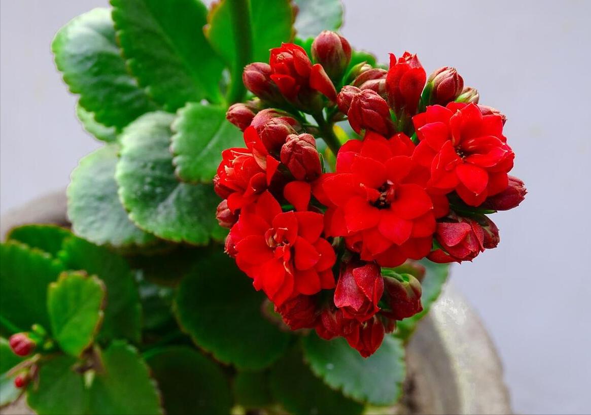 100种耐寒耐旱花卉,哪种花最耐旱不用浇水