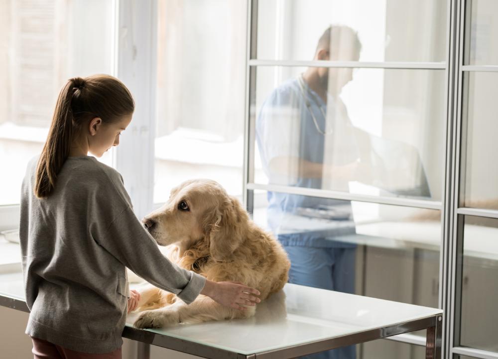 狗狗吃东西错误喂法,狗狗吃东西快怎么改正