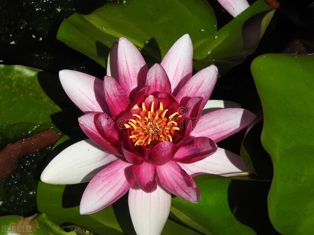 荷花图片禅意荷花,最美意境荷花图片大全