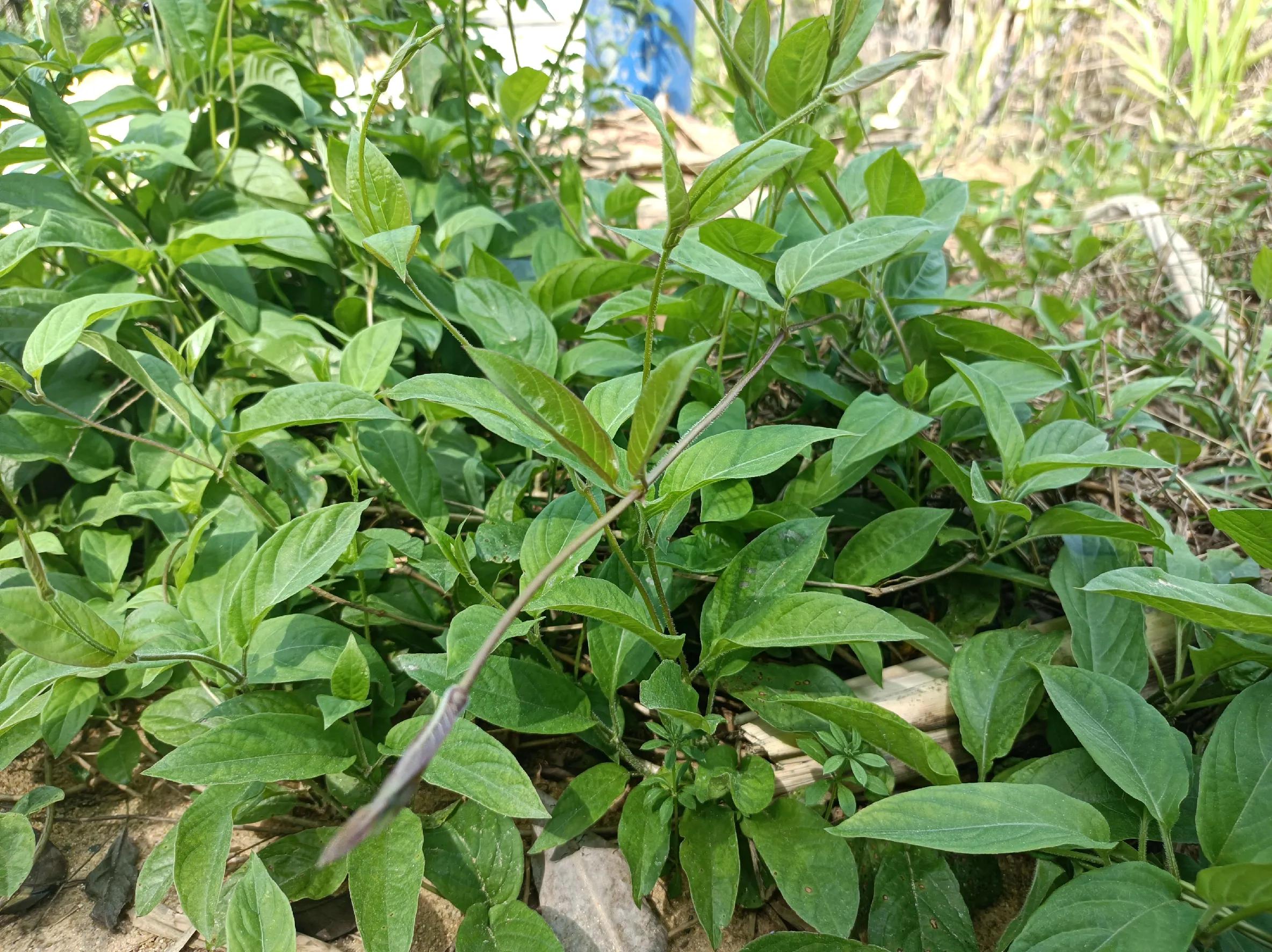 十种怪味野菜,这种美味清香的野菜你吃过吗