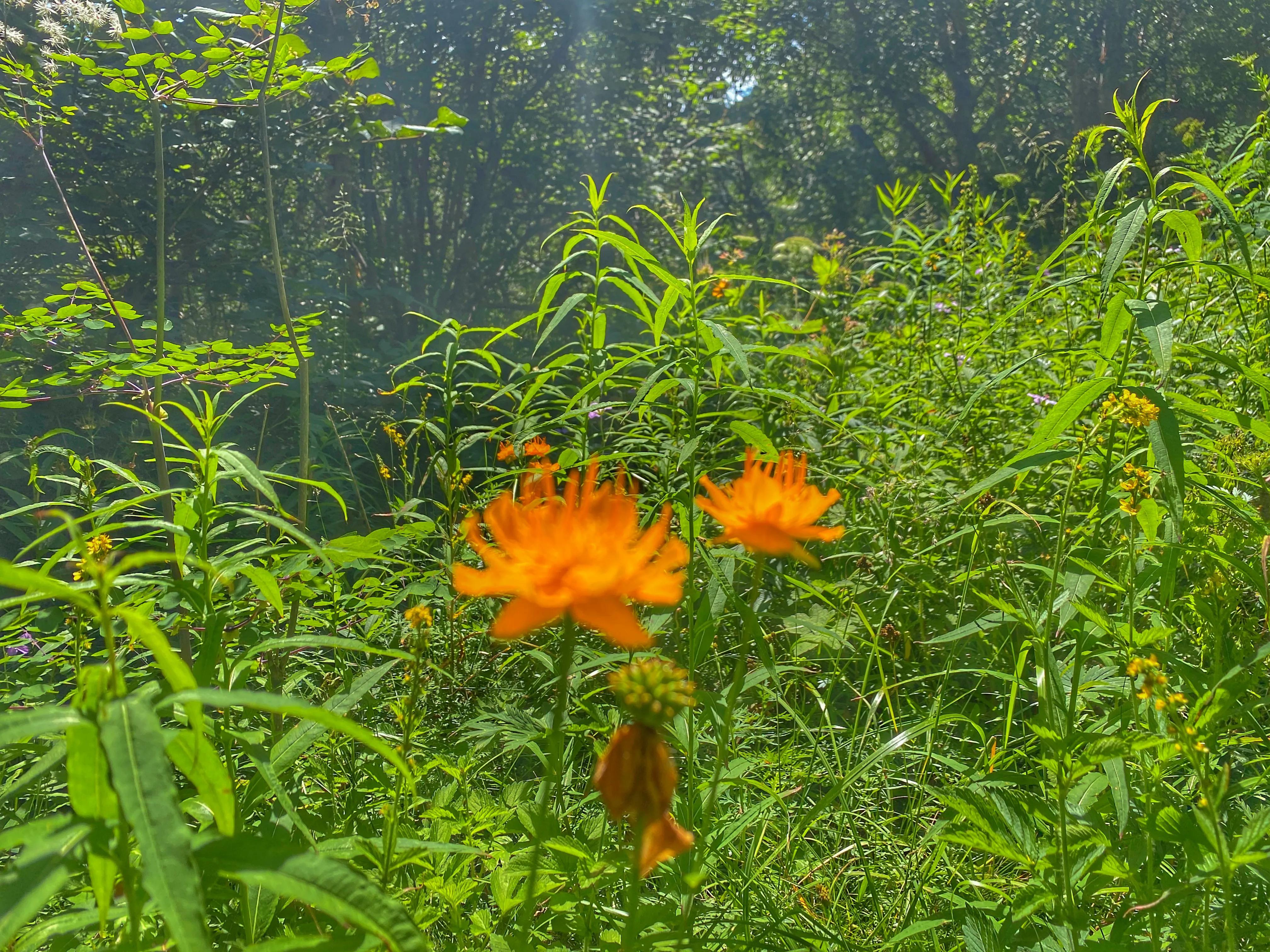 川西高山草甸云海露营,川西高原露营看云海星空