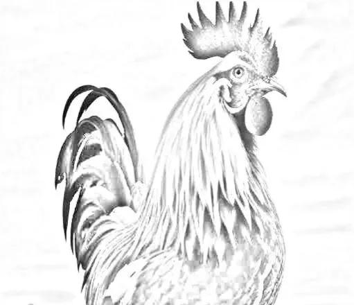 民间故事鸡下蛋还债的故事,民间故事公鸡成精