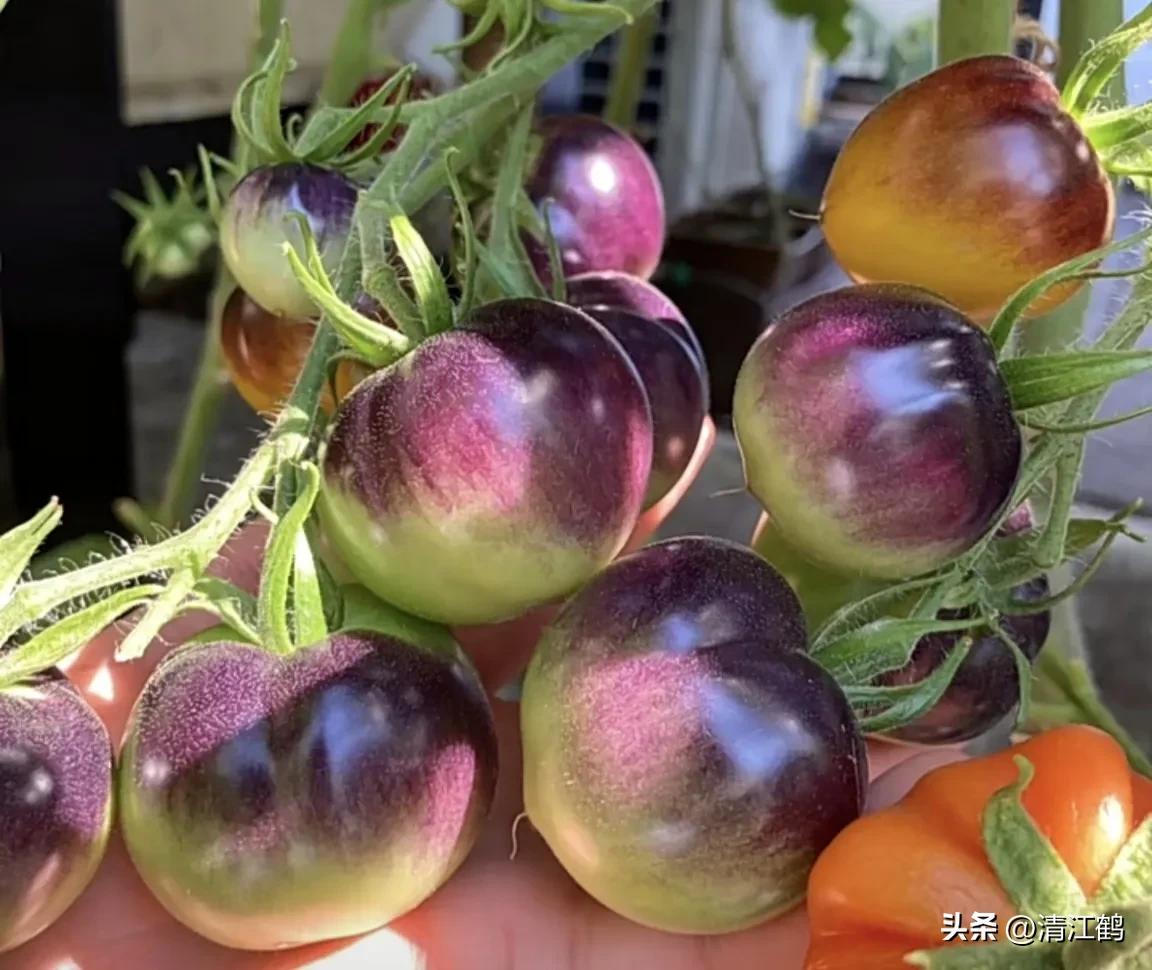 番茄晚疫病物理最佳治疗方法,番茄病虫草害防治