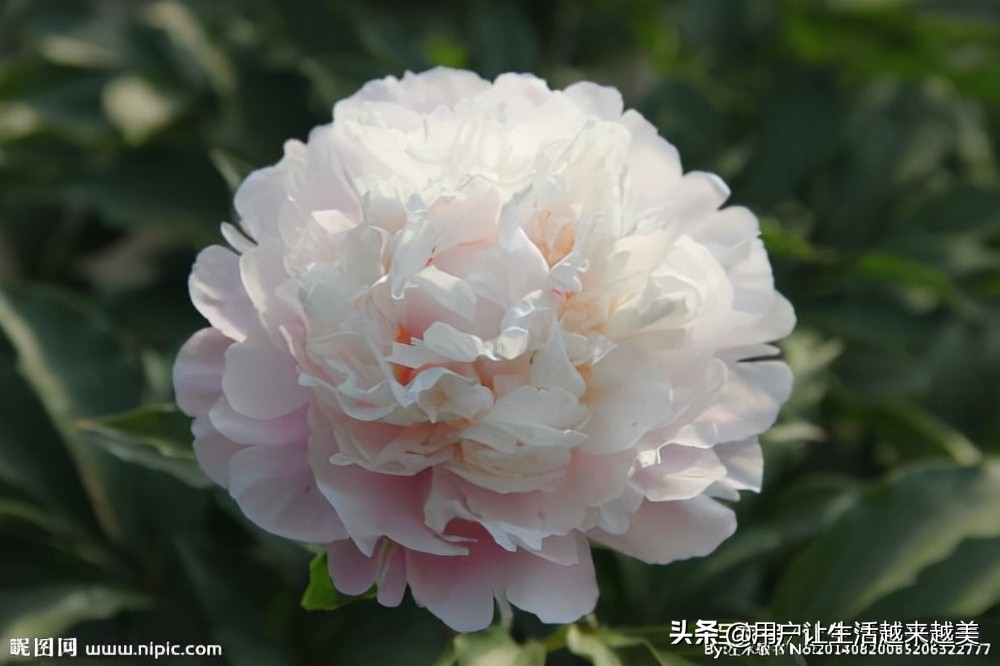 牡丹为什么被称为中国的国花,为什么牡丹能成为中国的国花