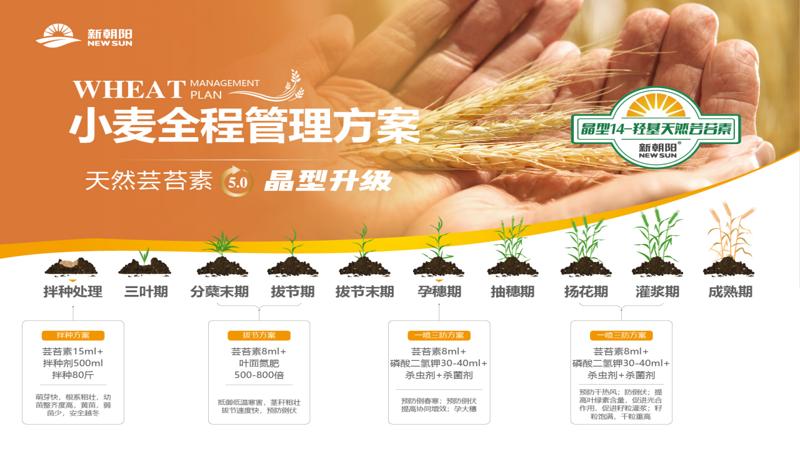 小麦返青期用二氢钾和芸苔素,小麦返青期喷芸苔素的效果