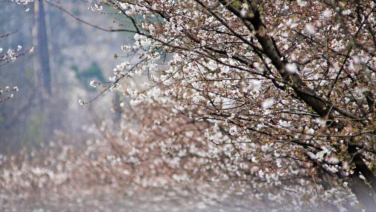 落樱时节优美句子,落樱的季节表达的情感