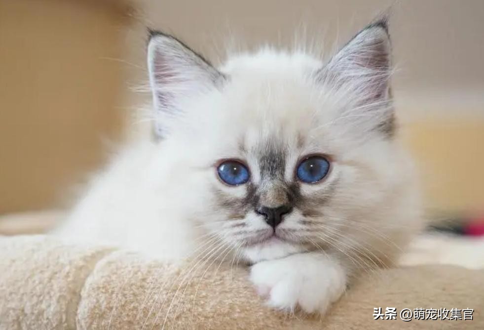 猫一大早不停的叫是什么意思,小奶猫一直叫个不停什么意思