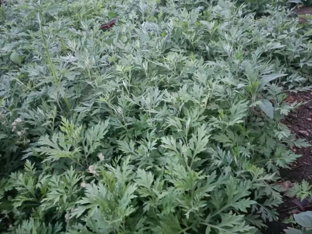 种植艾草让农民增收,种植艾草好处与功效