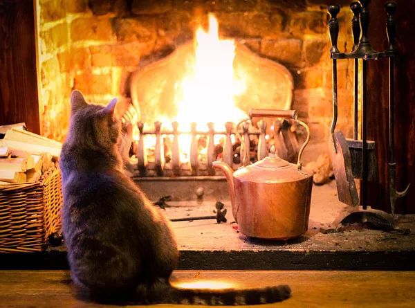 猫咪单独放在家里有什么要注意的 (晚上把猫咪单独关在一个房间)