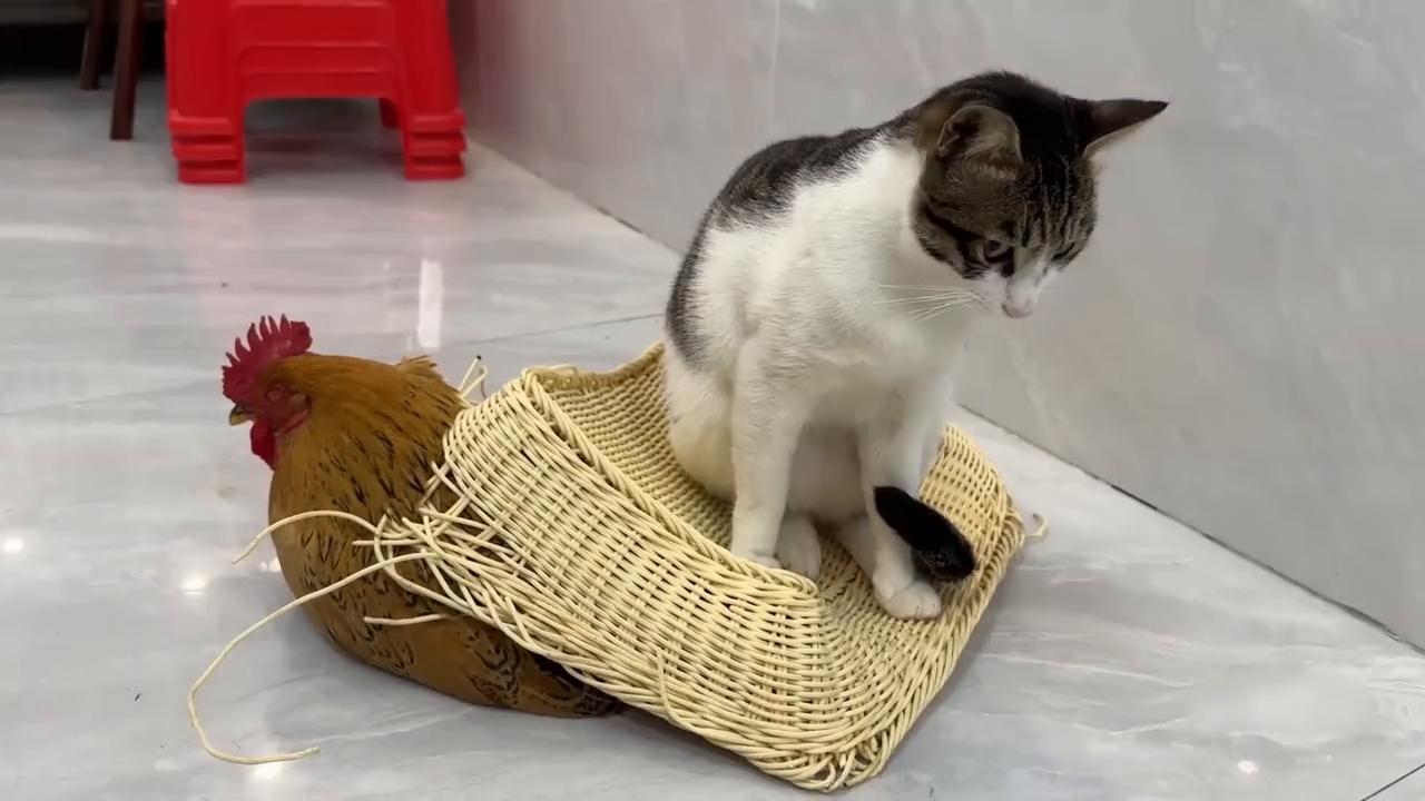 猫咪不发威当病虎了,猫咪说老虎不发威你以为我是病猫