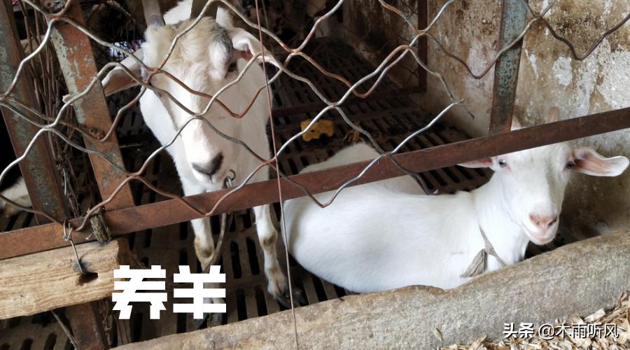 羊口流白沫,发烧是怎么回事?怎样处理更好?