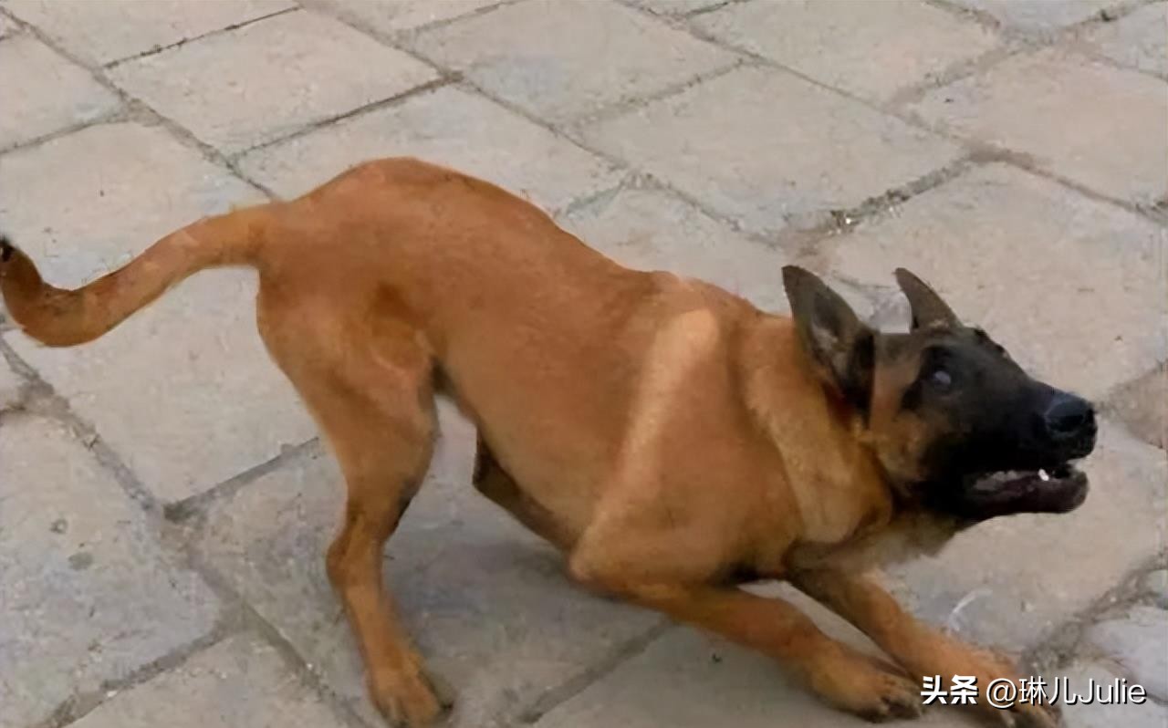 女子被大狗咬伤隐私部位,女子崩溃:留下了疤痕,会对未来有影响