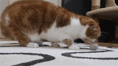 猫咪快乐的表现,猫咪快乐红糖使用方法