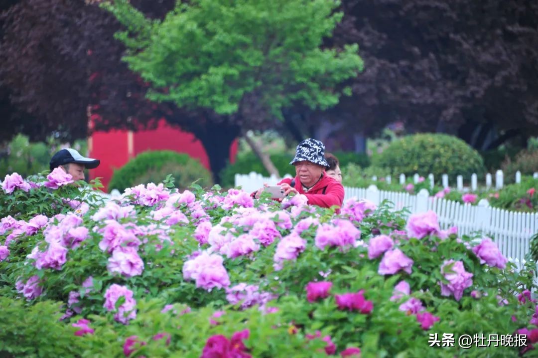 菏泽牡丹一日游全攻略,菏泽牡丹游玩攻略路线推荐