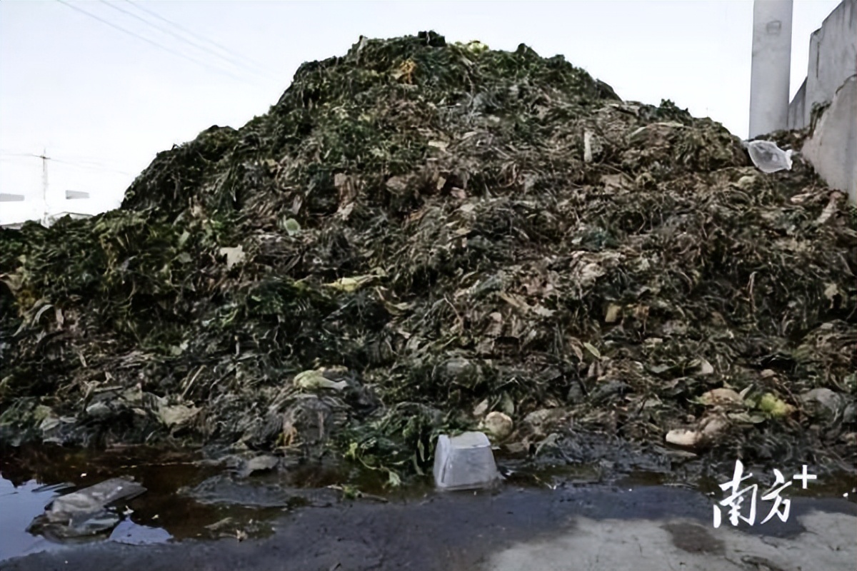 橄榄菜是用什么原材料做的,汕头橄榄菜用腐烂材料做的