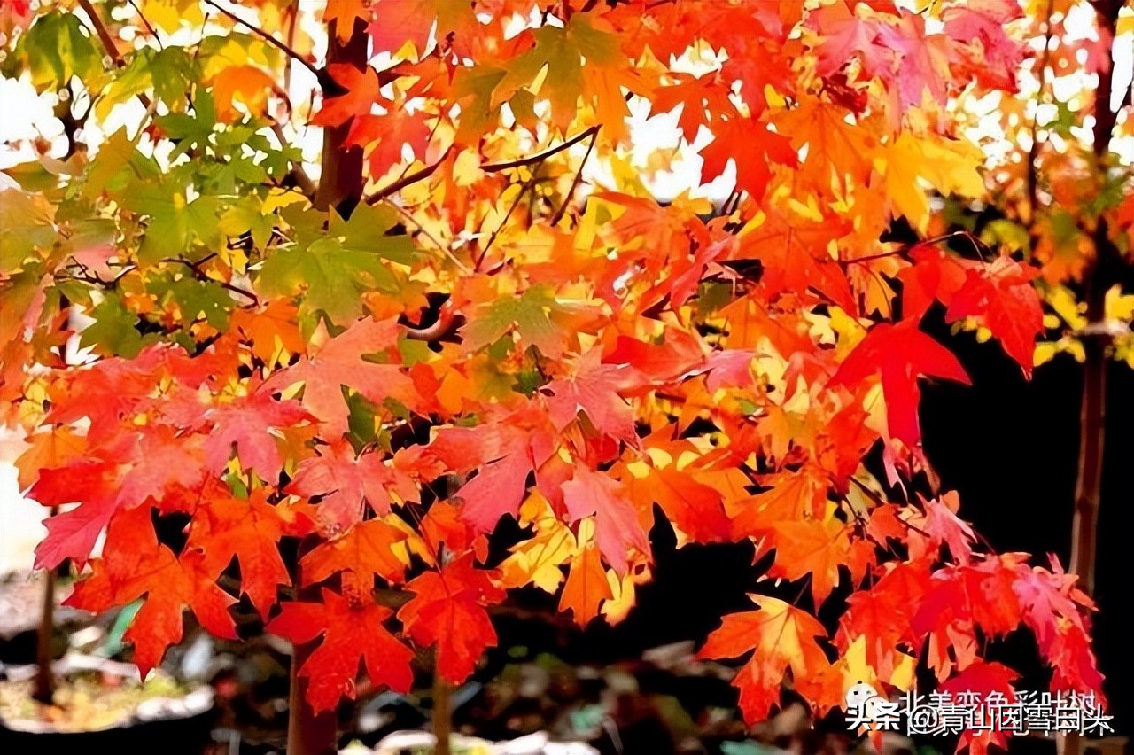 种啥树一亩竟赚10多万,一亩地种60棵树的株距和行距