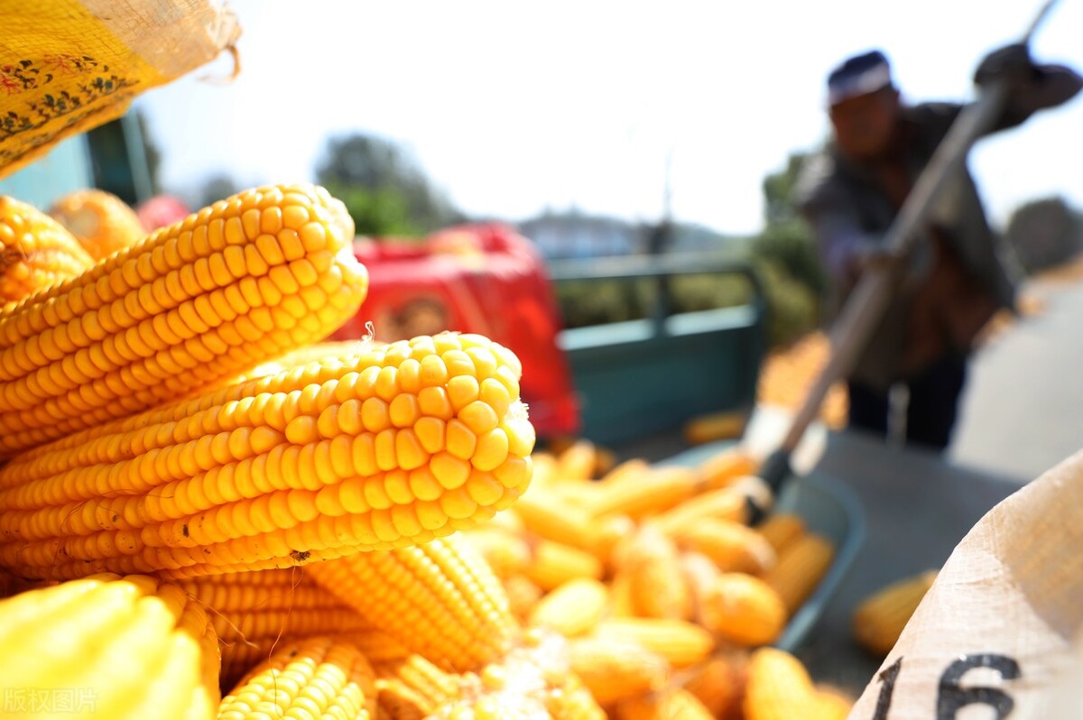 全国各地干玉米价格新行情,今日我国各地玉米价格及行情走势