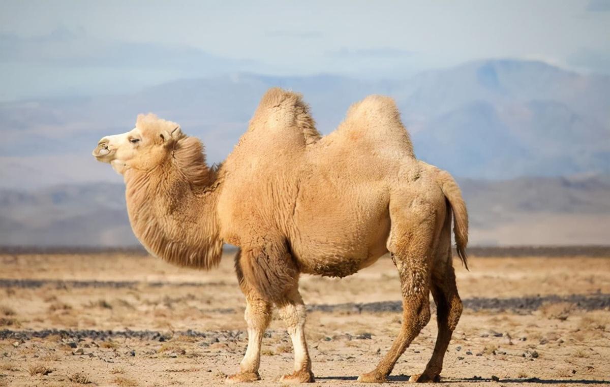 骆驼王者荣耀,骆驼是沙漠中的霸主