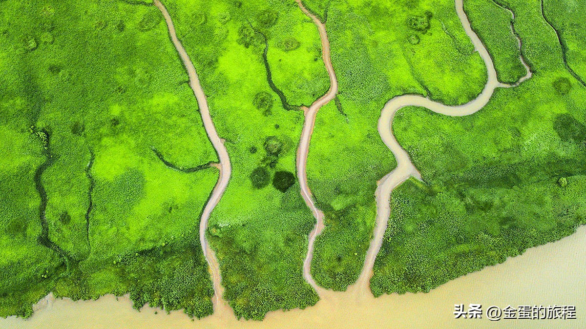 长江出海口的上海，被自然力量所艺术创造，也有一棵“大地之树”