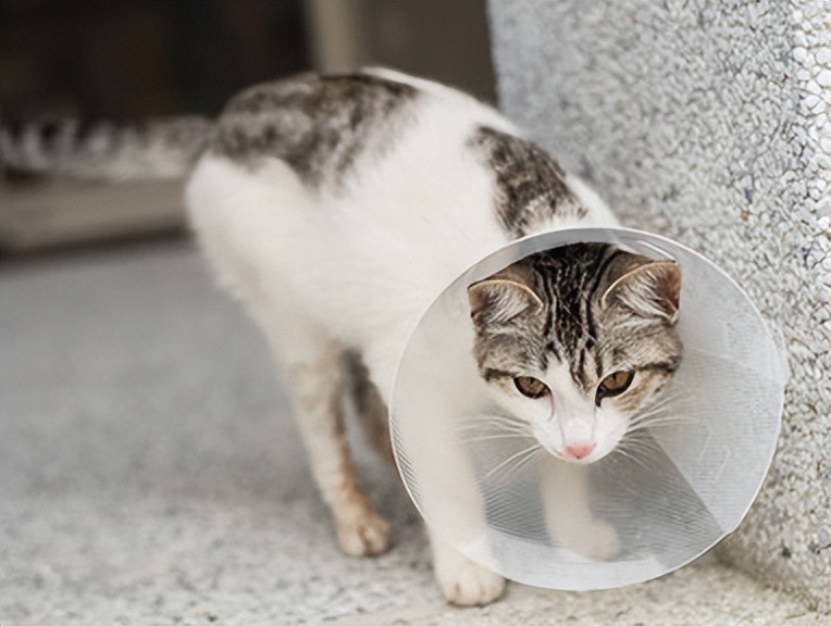 铲屎官不绝育的公猫应对案例,公猫绝育的好坏