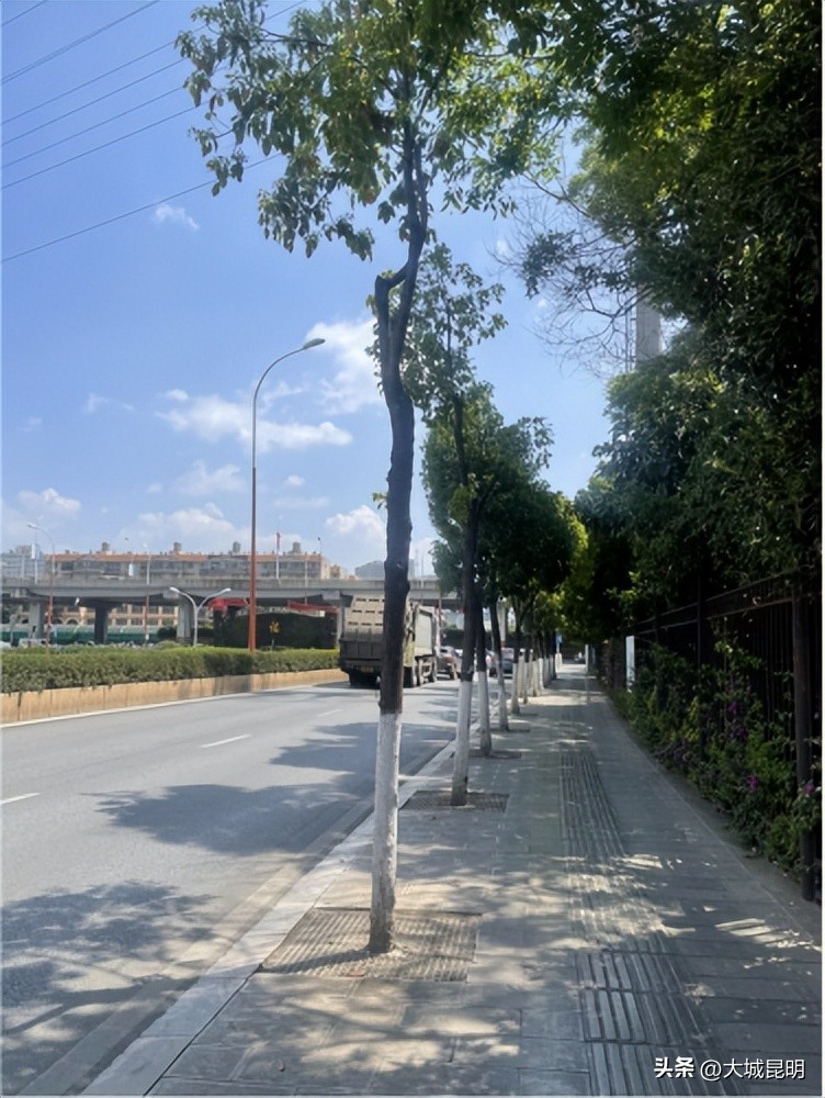 补绿换绿增绿！西山区道路沿线景观将焕然一新