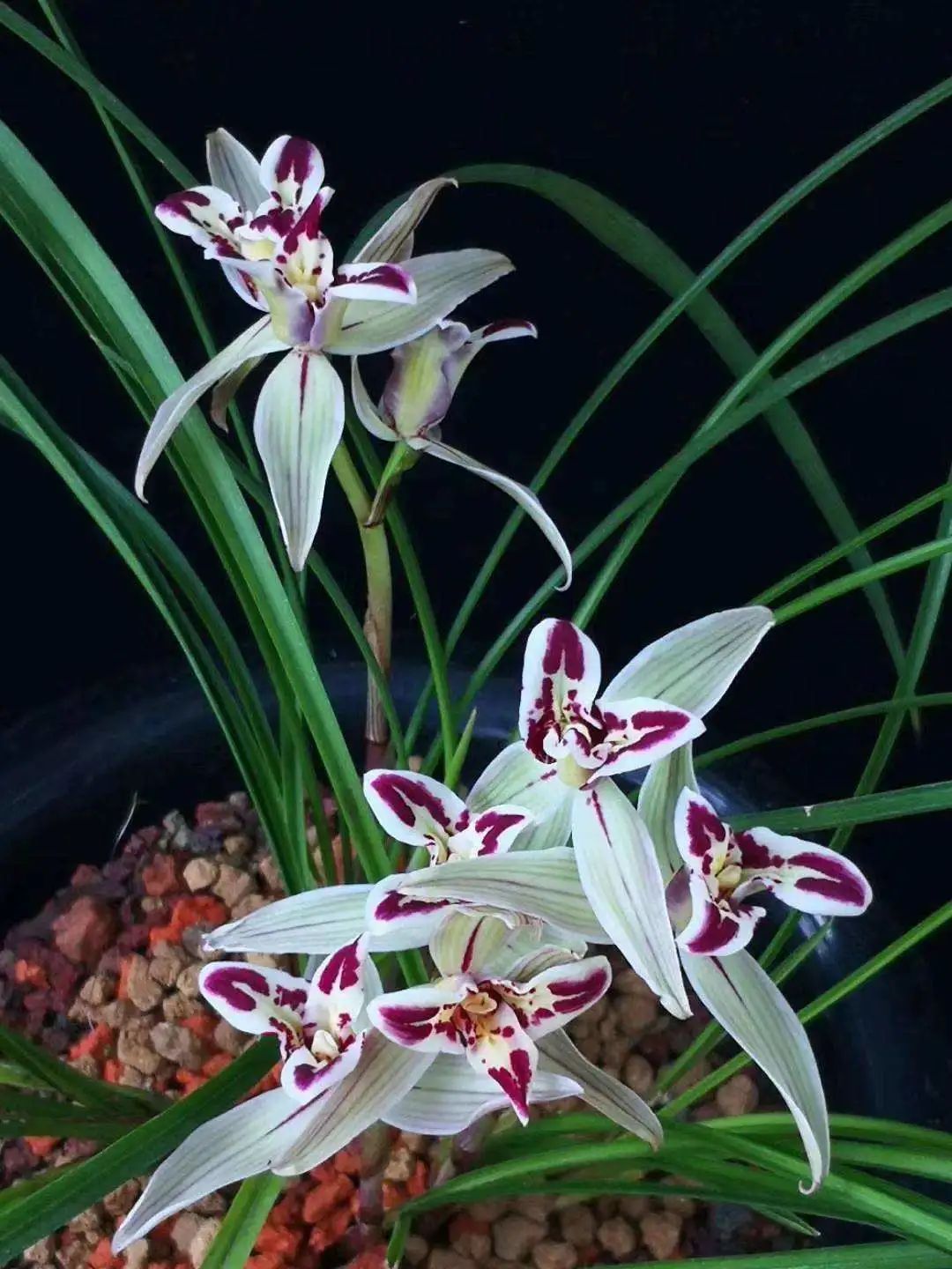 快来看看，兰花的世界真奇妙|壹木星球No.14