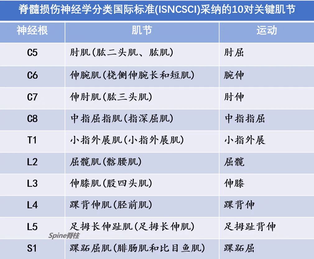 脊柱神经支配疼痛区域,脊柱神经支配的脏腑