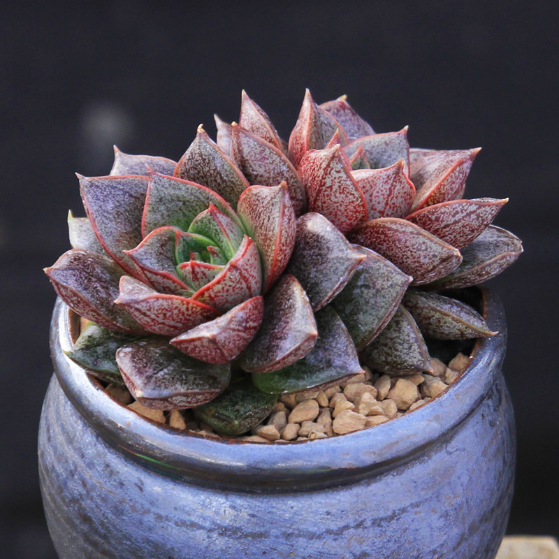 十二卷多肉的品种图鉴,100种多肉植物图片大全