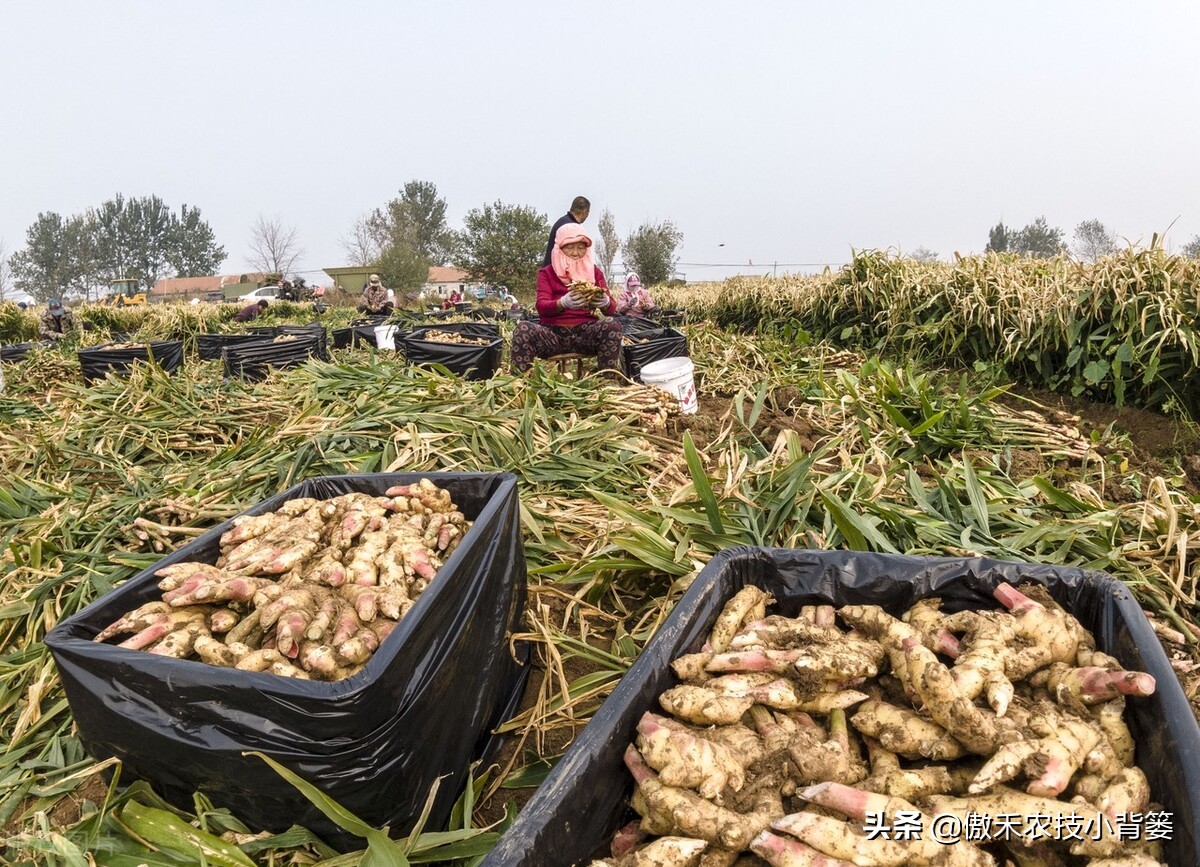 大姜的种植和管理技术资料,大姜种植新方法新规模