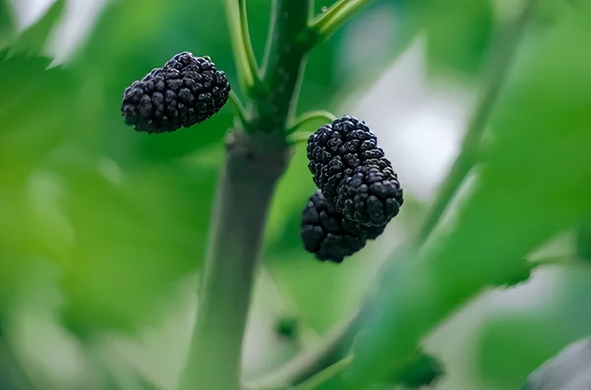 来美丽乡村休闲旅游！云南这3条夏季精品线路获全国推介
