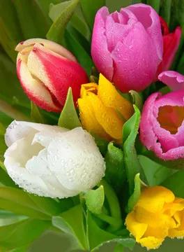 漂亮的郁金香随手一拍都是美景,春天的郁金香花海美得不可方物