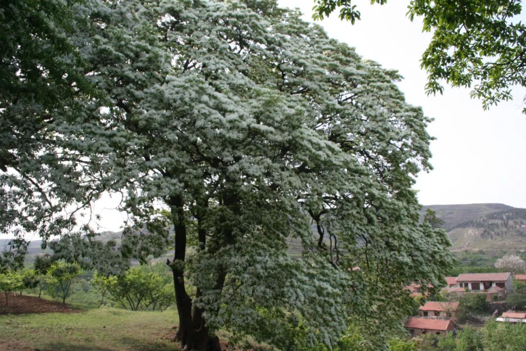 安丘最美天路,安丘观光天路