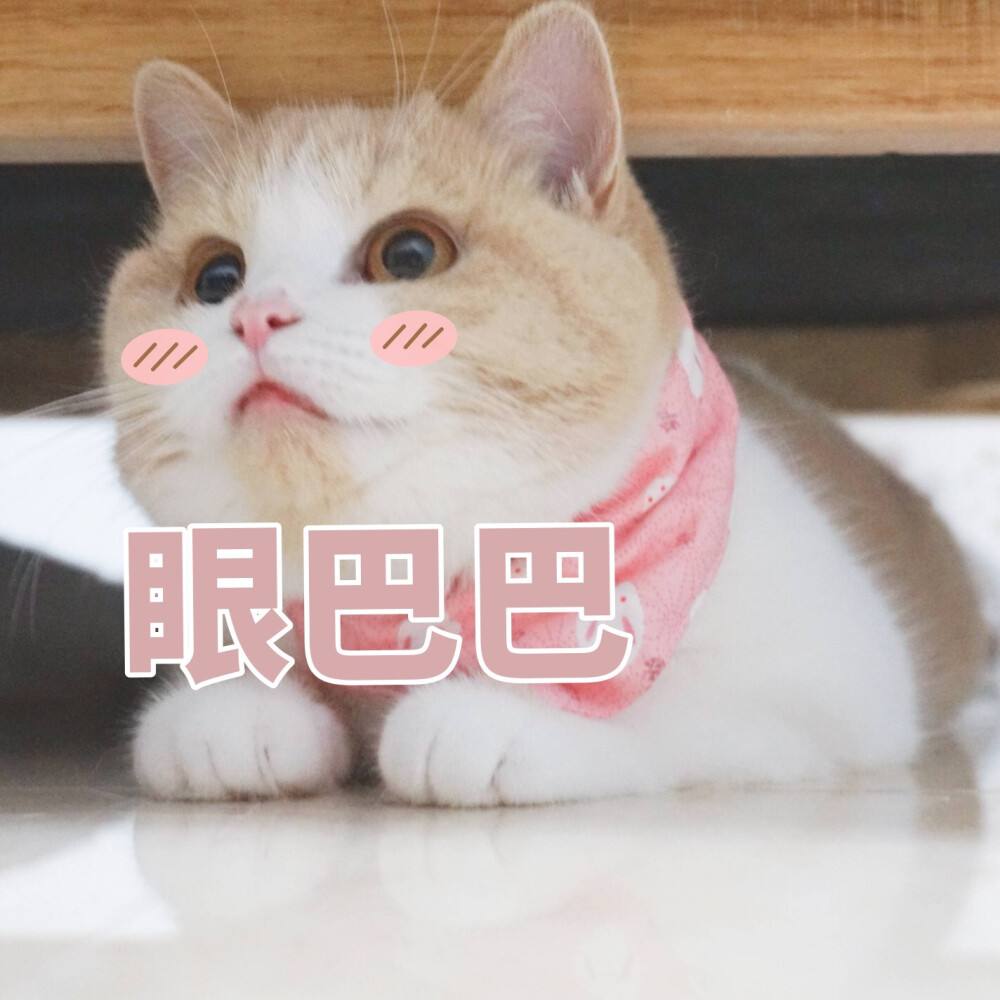 猫忠心还是狗忠心,什么猫忠心