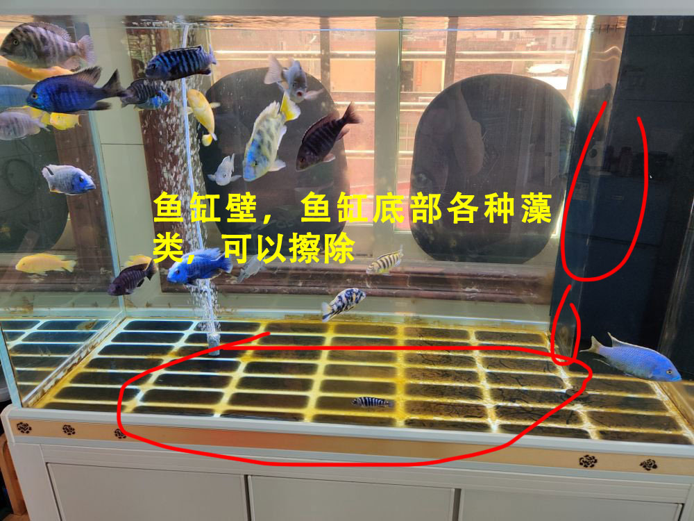 鱼缸换水管子怎么吸出来水,鹦鹉鱼缸换水的正确方法