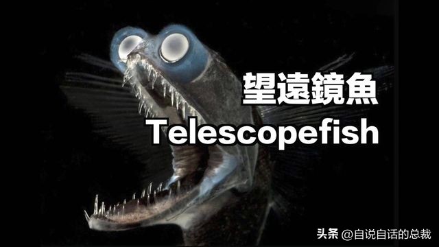 潜入深海寻找宝藏,潜入海底最深处你会发现什么