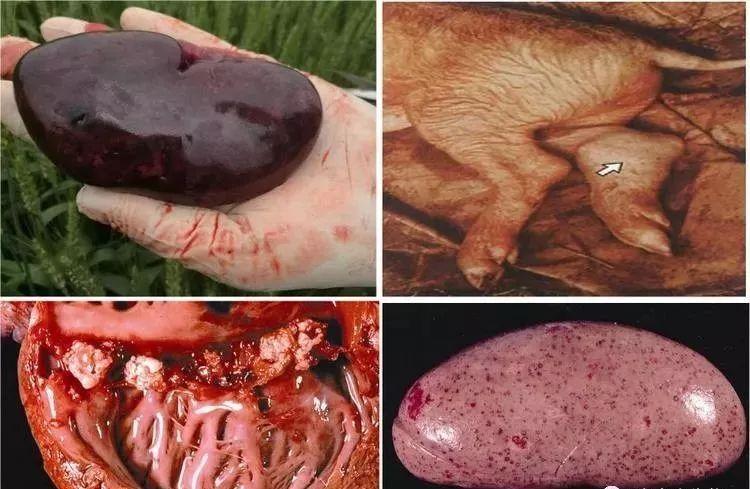 猪病各种病视频讲座,猪病猪丹毒的相关问题