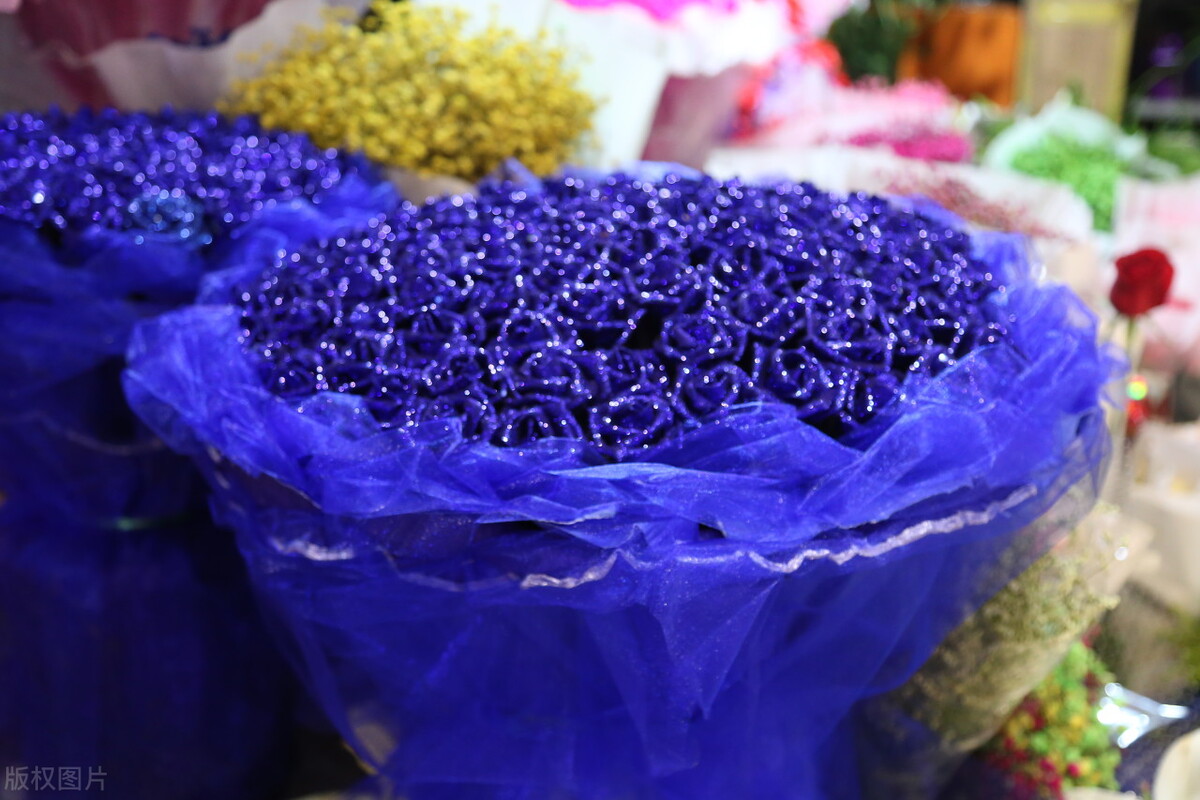 蓝色妖姬图片唯美两朵,蓝色妖姬各种图片