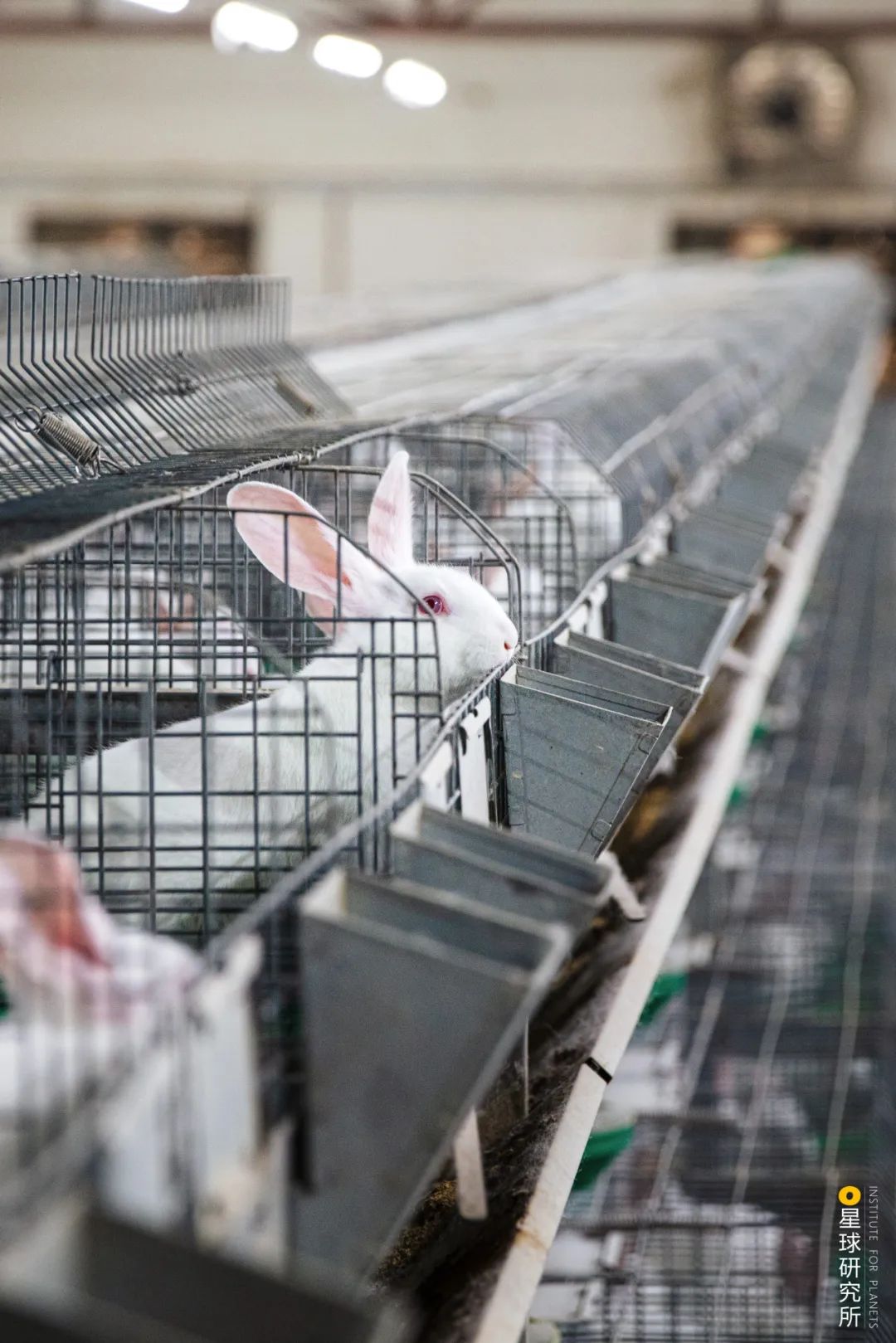 兔年来了,兔年来了怎么样