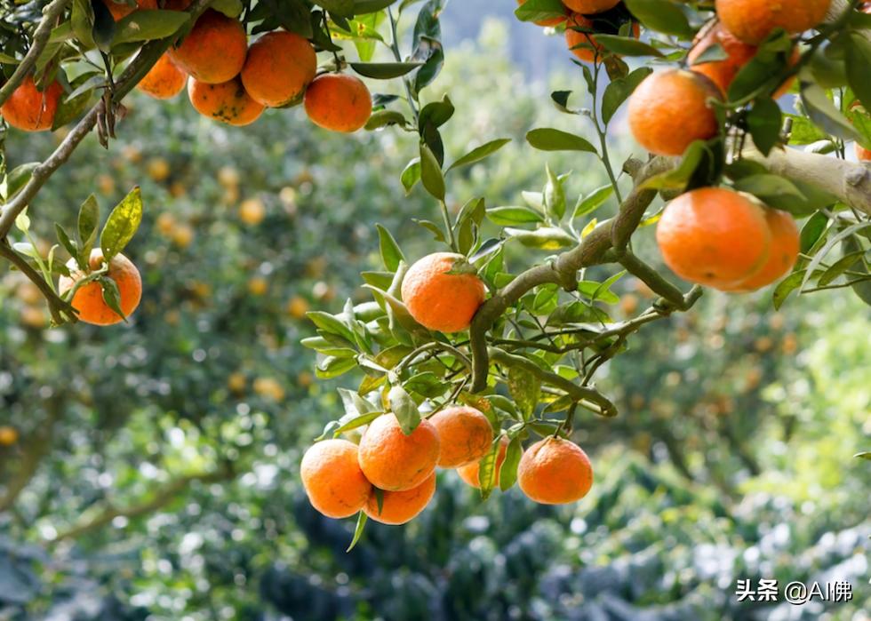 世界上最顶级的五种食物,世界各国特别的饮食文化知识