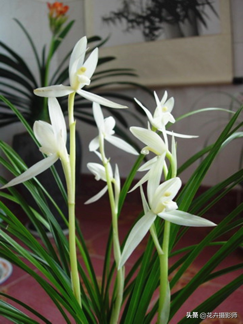 它是兰花界的“正统”！被誉为云南草王，现跌落神坛，后悔养少了