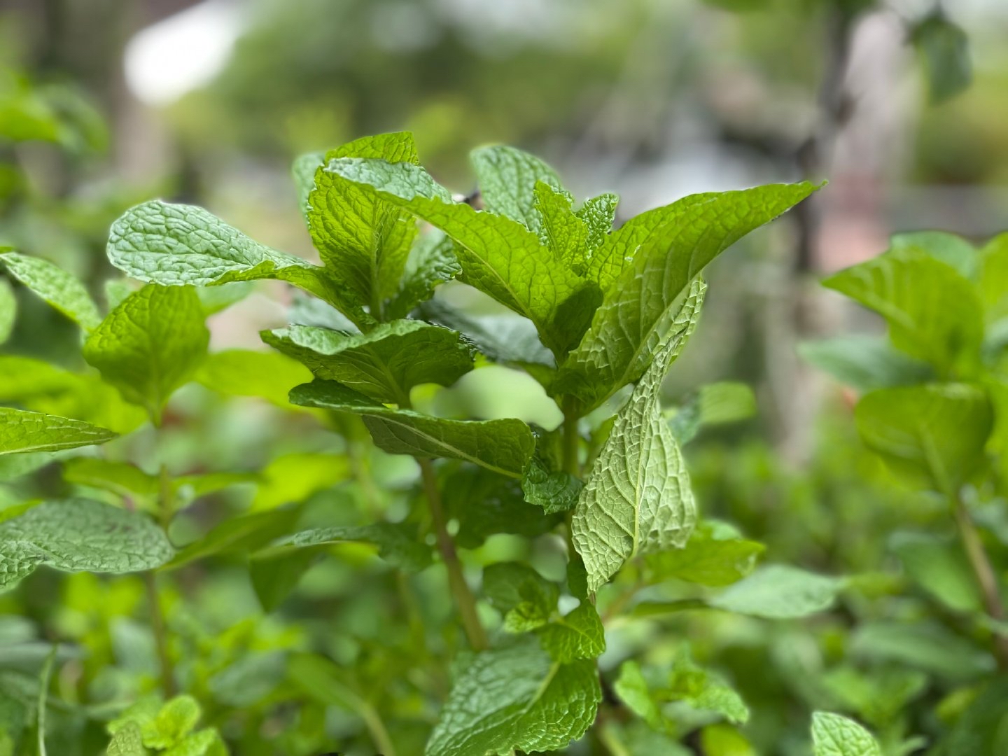 养薄荷的方法技巧适用什么肥,养薄荷叶的方法