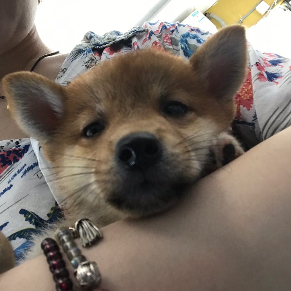 土狗和宠物狗到底有什么区别,土狗和宠物狗的区别