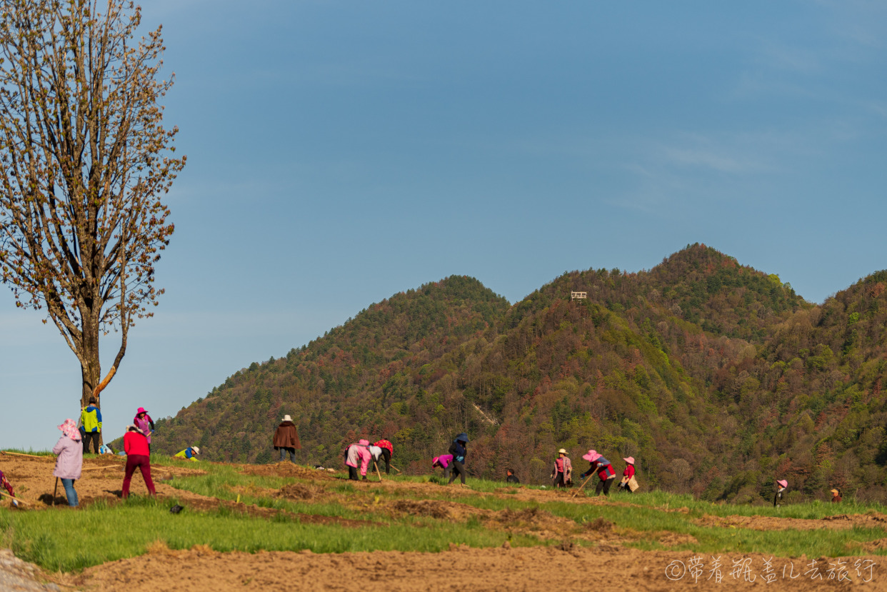 巫溪红叶自驾游,巫溪红池坝云中花海景点讲解