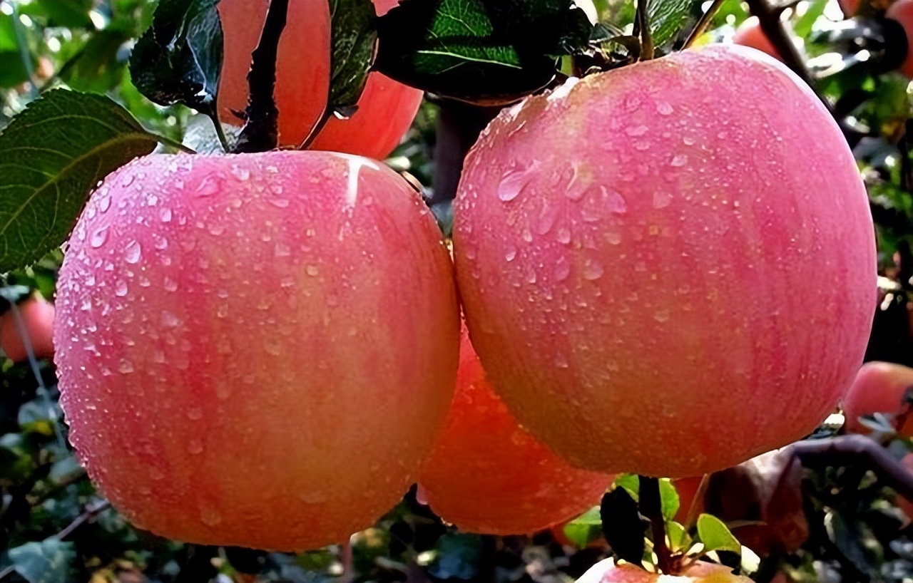 经期真的不能吃黄瓜吗,经期真的不能吃冰的吗